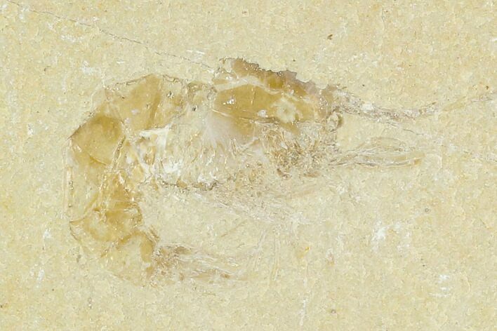 Cretaceous Fossil Shrimp - Lebanon #123942